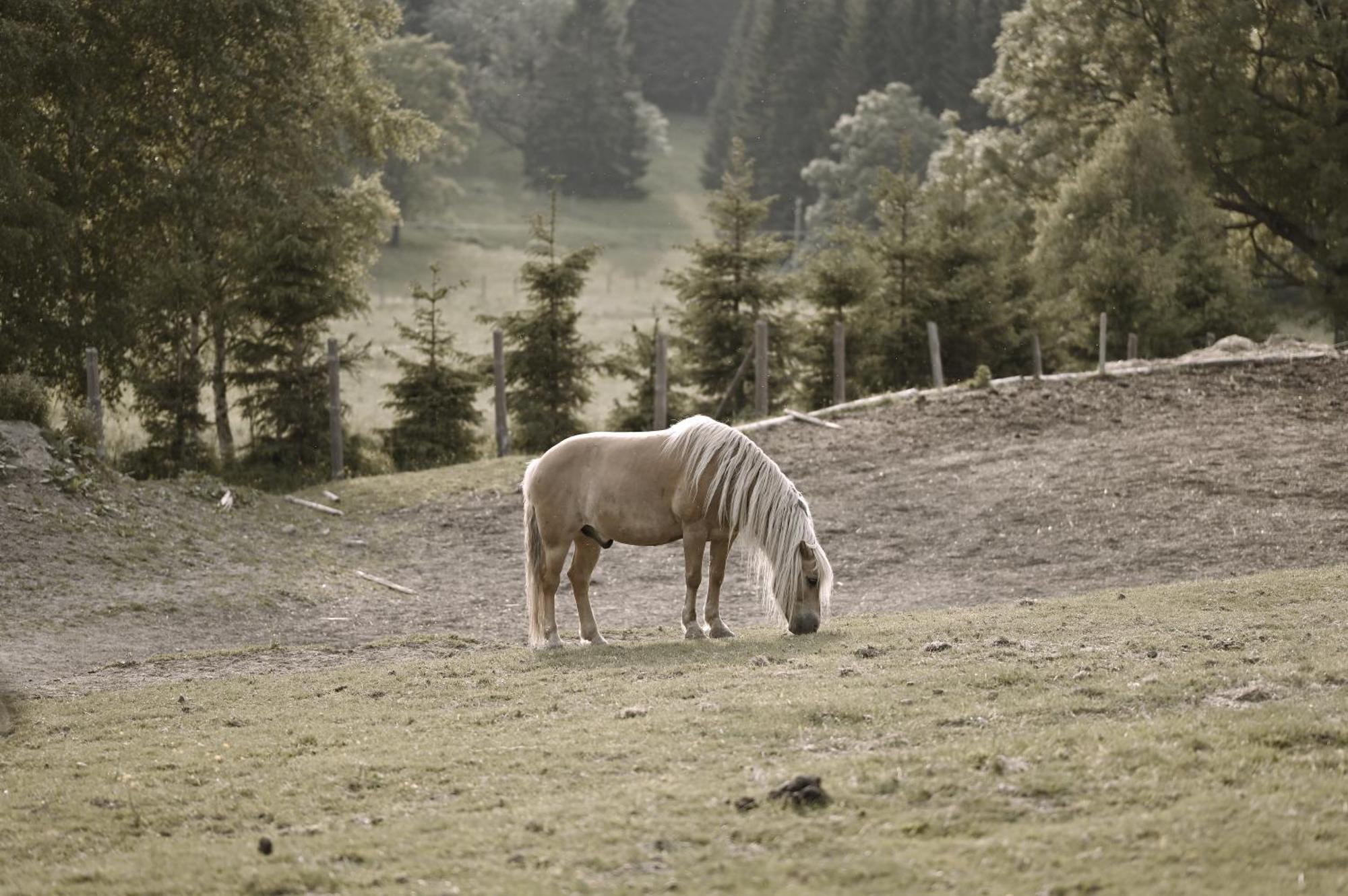 Vila Wichrowe Wzgorze Stronie Śląskie Exteriér fotografie